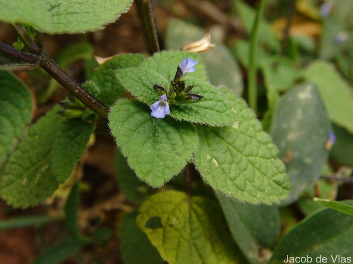 Salvia tiliifolia Vahl